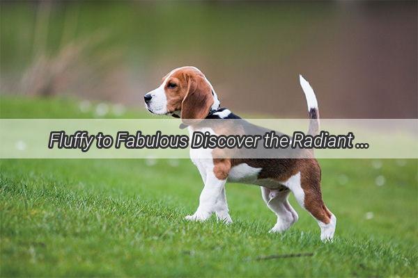 Fluffy to Fabulous Discover the Radiant Red Transformation of a Shaved Dog